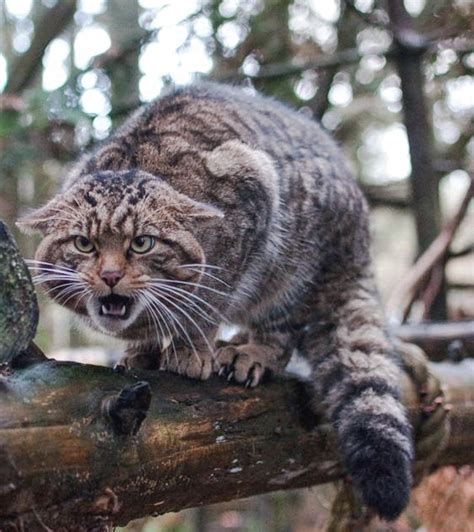 Pictures Of Cats How The Scottish Wildcat Should Look In Front Of A
