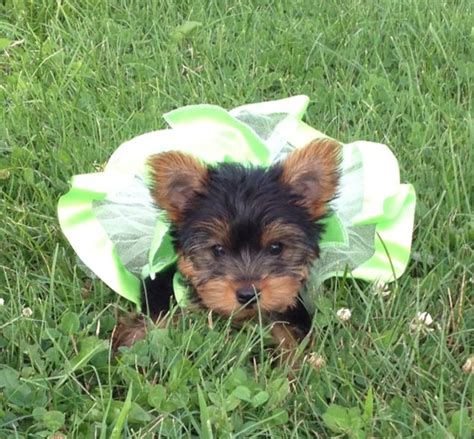 Princess Out For A Walk Yorkie Adorable Walking
