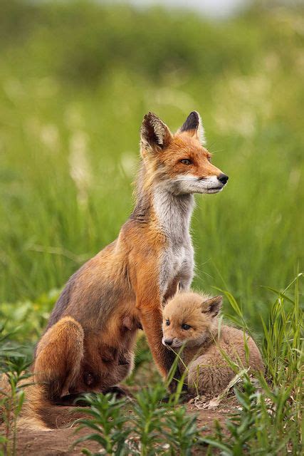 ~~alert Red Fox Adult And Kit By Impisi~~ Animals