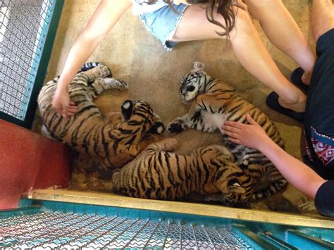 Playing With Tigers In Thailand