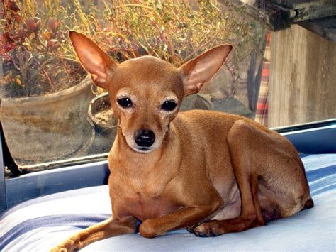 Deer Head Chihuahua Breed Information Facts And Highlights