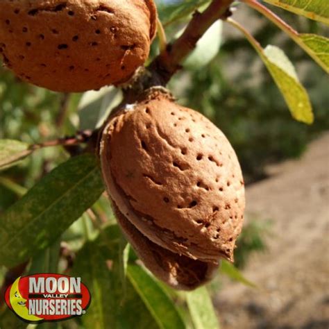 Shop All In One Almond Tree At Moon Valley Nurseries