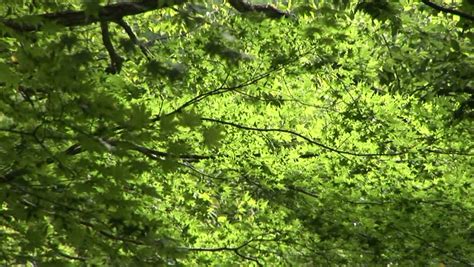 Leaves Rustling In The Wind Stock Footage Video 100 Royalty Free