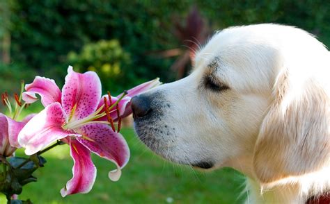20 Adorable Pictures Of Animals Smelling Flowers Best Photography