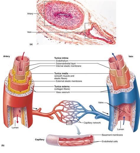 A web of blood vessels—arteries, veins, and capillaries—circulate blood to organs. Structure of Blood Vessel Walls | Human anatomy and ...