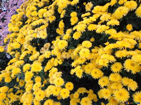 Yellow Chrysanthemums Image Chrysanthemum Images Autumn № 14191
