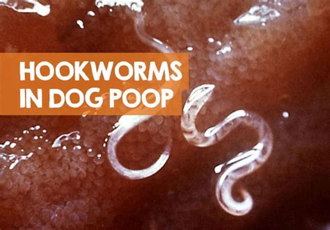 Are Worms In Dog Poop Alive