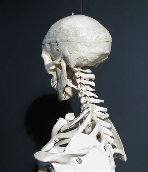 But it's not all bones! Human skull, 3/4 back view | Human skull, Skull anatomy ...