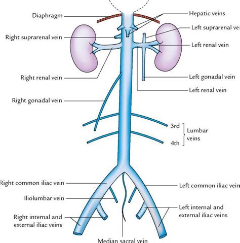 Tributaries Of The Inferior Vena Cava And What They Drain Diagram Quizlet