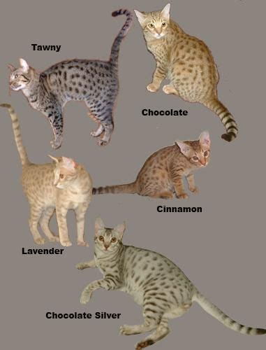 The Ocicat Cat Cat Breeds Bengal Cat Ocicat