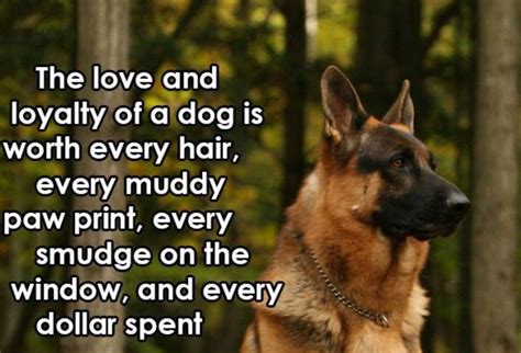 The Love And Loyalty Of A Dog German Shepherd Quotes German