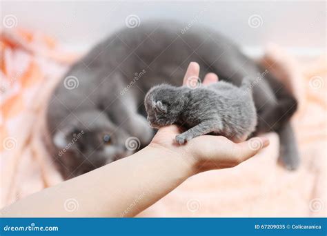 Cute One Day Old Kitten Stock Image Image Of Care Cuddle 67209035