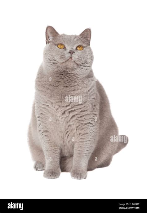 British Shorthair Cat Breed Stock Photo Alamy
