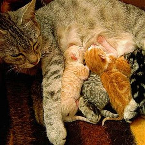 Der bauch ihrer katze wird langsam größer, trotzdem sollten sie ihn nicht berühren. 52 HQ Photos Wann Wird Ein Hund Schwanger : Weshalb bellen ...