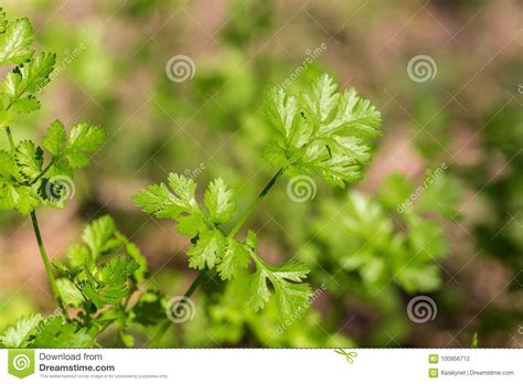 Celery Planted In The Field Of Agriculture In Thailand Stock Photo