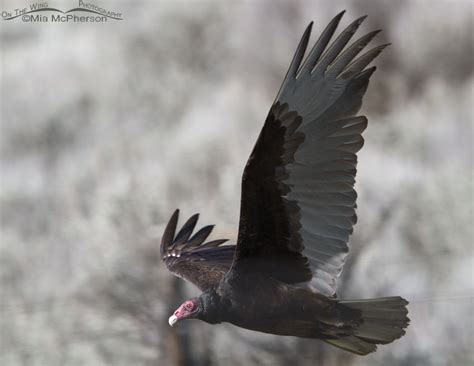 Adult Turkey Vulture In Flight Close Up Almost Too Close Mia