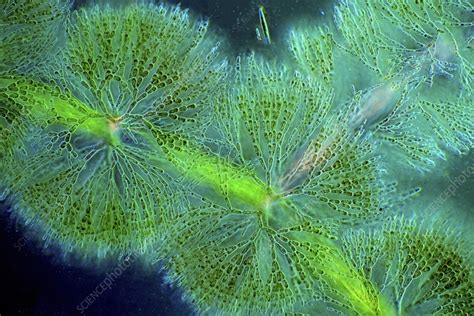 Batrachospermum Red Algae Light Micrograph Stock Image C0570893