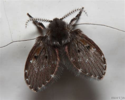 To fly very cheaply one must make something very small. Flying Insects | PesPro