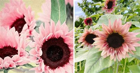 You Can Plant Midnight Oil Pink Sunflowers Home Design Garden