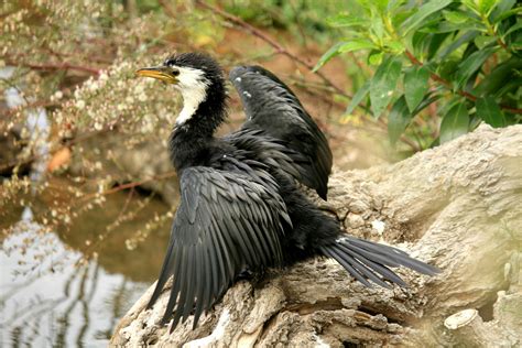 What Happened to Nikocado Avocado's Bird? [Comprehensive Answer]
