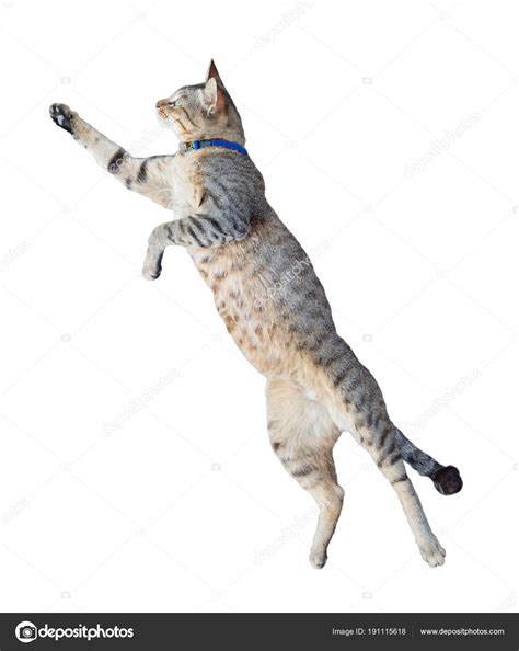 Funny Cat Jumping Isolated On White Background — Stock
