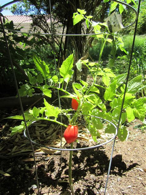 Wendys Hat How To Grow Tomatoes Garden And Recipe
