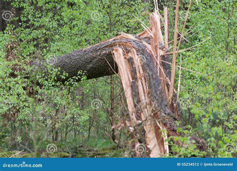 Broken Tree In Forest Surrounded By Fresh Young Green Trees Stock