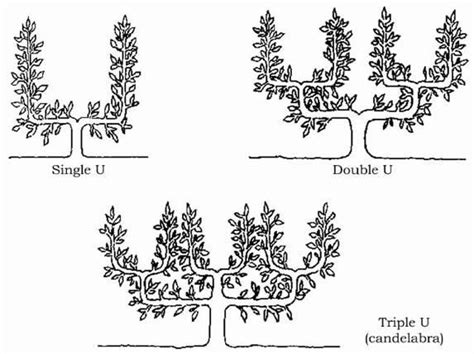 Espalier Shapes Trees To Plant Espalier Fruit Trees Fruit Trees