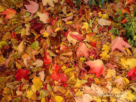 Autumn Leaves Wallpapers Wallpaper Cave