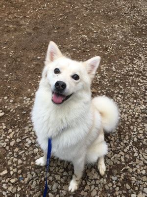 Once rickman picked up ginger the other people helped pull them to she will be released to go home late this evening. Rehoming Your Dog in Louisville, KY - Rehome by Adopt-a ...