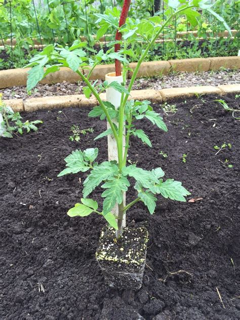 How to plant a tomato plant