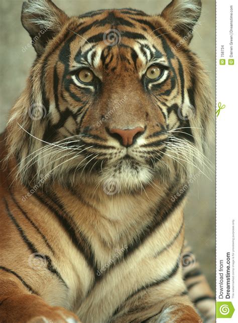Head On Portrait Of A Sumatran Tiger Stock Photo Image