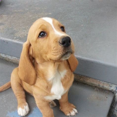And tell us all about your beagle lab mix puppies in the comments! basset hound / labrador mix