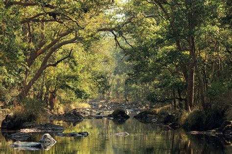 The Most Beautiful Jungle Landscapes In The World Easyvoyage