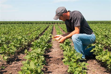 Agronomist Using A Tablet In An Agricultural Field Viva MÉdia