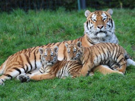 Endangered Tiger Cubs To Get First Public Showing At Dublin Zoo