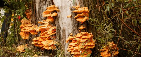 Most Common Mushrooms That Grow On Trees In North America