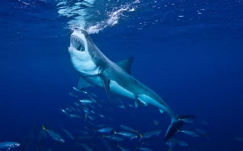Why Defend The Sharks Shark Facts And Information
