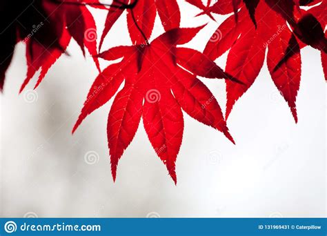 Red Leaves Of Japanese Maple Latin Name Acer Japonicum Stock Image