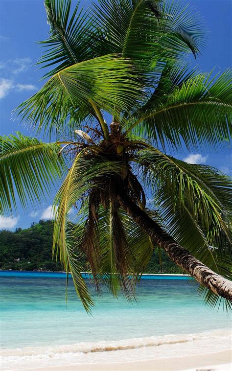 Download Wallpaper 800x1280 Beach Tropics Sea Sand Palm Trees