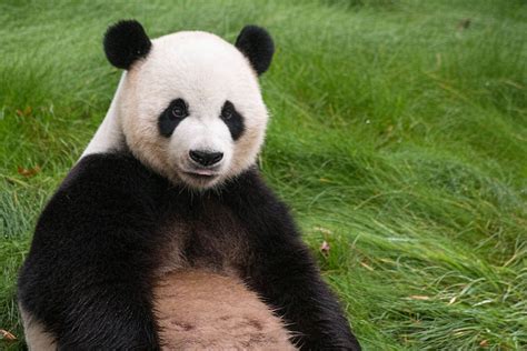Panda Animal Asia Free Photo On Pixabay Pixabay