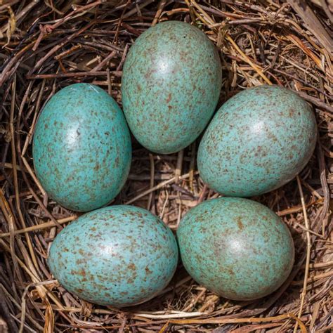 Color Bird Egg Identification Chart