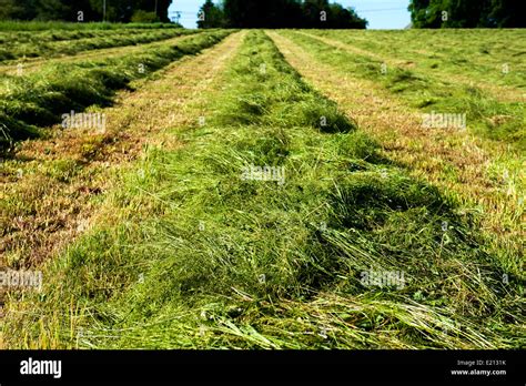 Drying Grass Hi Res Stock Photography And Images Alamy