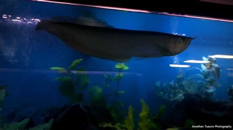 Huge Arowana In A 150 Gallon Fish Tank Aquarium Youtube