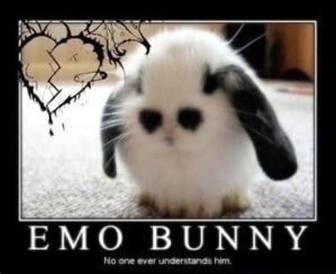 Emo Bunny Emo Know Your Meme
