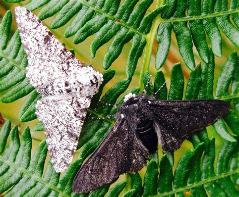 Melanistic One Black Moth And One The Normal Color Peppered Moth