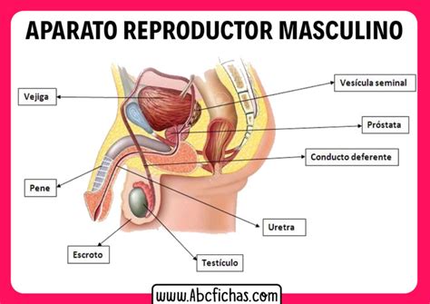 Anatomia Del Aparato Reproductor Masculino Abc Fichas The Best