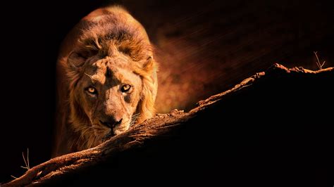 Choose from hundreds of free 2048x1152 wallpapers. Lion HD Wallpaper | Background Image | 2048x1152 | ID ...