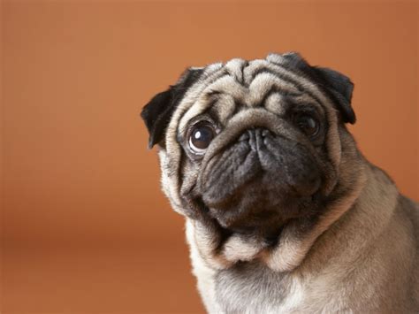 Dogs in general and especially puppies really get hiccups. Can Dogs Get Hiccups? - American Kennel Club
