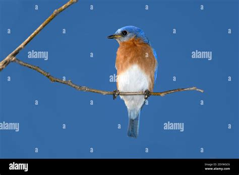 Eastern Bluebird Sialia Sialis Perched On A Branch Stock Photo Alamy
